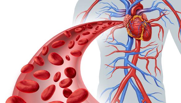 Aminokyselina arginin napomáhá rozšiřovat cévy a podporuje zásobování mozku a srdce kyslíkem