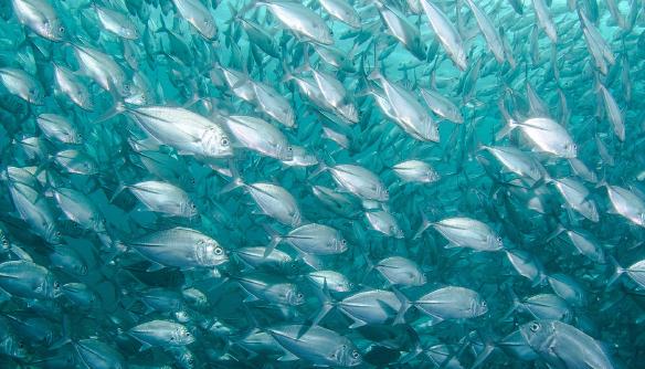 Nejvýznamnějším zdrojem omega-3 mastných kyselin je tuk z mořských ryb