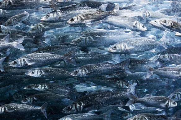 Nejběžnější zdroj omega-3 jsou mořské ryby