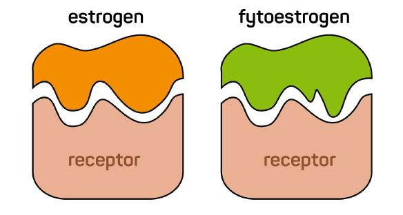 Isoflavonové fytoestrogeny působí na estrogenových receptorech, ovlivňují tedy organismus podobně jako lidské hormony.