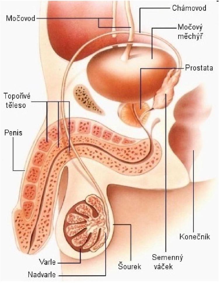 Anatomie penisu, obrázek z https://www.erekce.cz/kost-v-penisu/