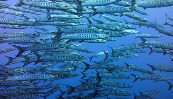 Dravé ryby môžu obsahovať vyššie množstvo toxických látok