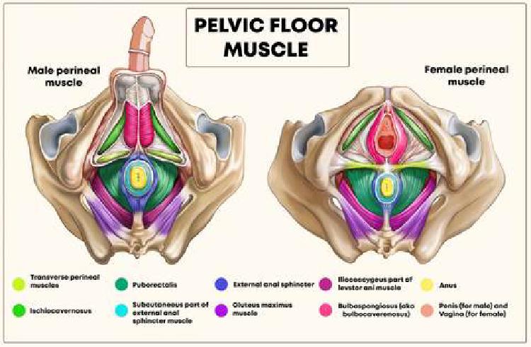 Svaly pánevného dna (angl. popis, zdroj: https://www.yamunausa.com/blogs/womens-wisdom/your-pelvic-floor-muscles