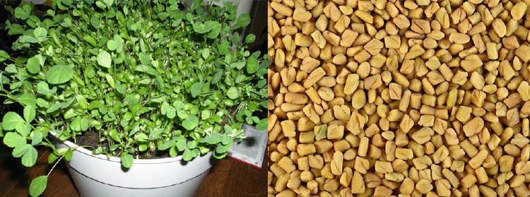 Rastlina a semienka pískavice. Pre doplnky stravy možno použiť celú rastlinu